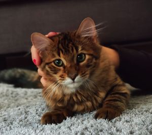 Portrait of cat relaxing on rug