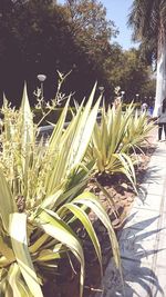 Close-up of plants against sky