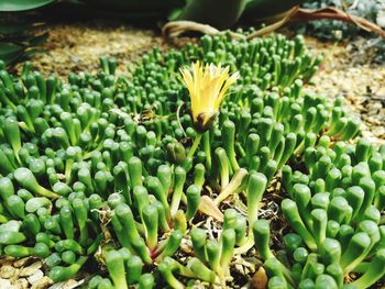 Close-up of yellow flowering plant