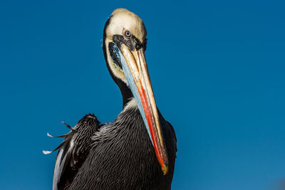 Close-up of pelican against clear blue sky