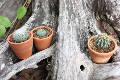 High angle view of potted plants on tree trunk