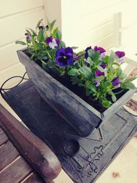 Close-up of potted plant on wooden table