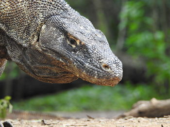 Close-up of lizard on land