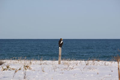 Steller's sea eagle staying in a tree on beach against clear sky