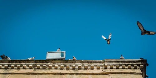 Low angle view of seagull flying against clear blue sky