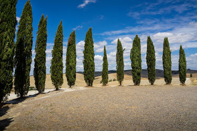 Panoramic shot of plants on field against sky