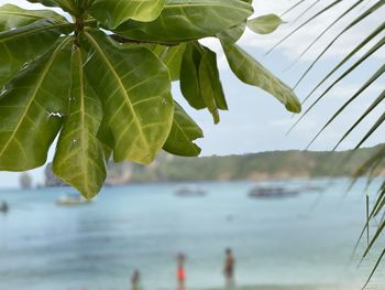 Close-up of leaves in sea against sky