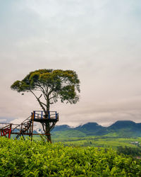 Tree on field tea against sky