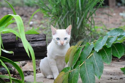 Portrait of a cat