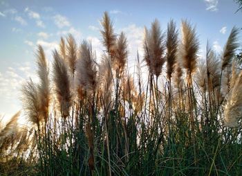 Close-up of stalks in field against sky