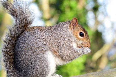 Side view of a greysquirrel sitting on a fence while eating a nut