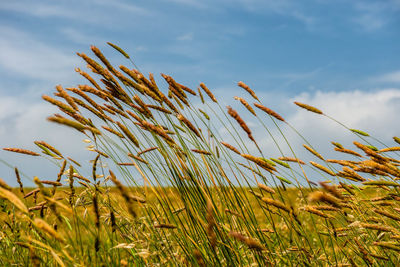 Close-up of stalks in field against sky