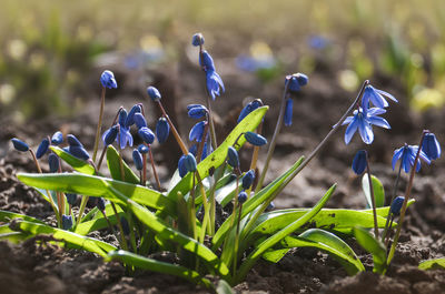 Close-up of crocus flowers