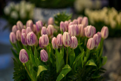 Close-up of pink flowering plants