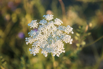 Close-up of white flowering plant