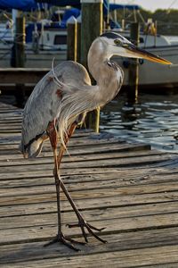 Blue heron of florida