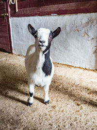 Portrait of goat standing against wall