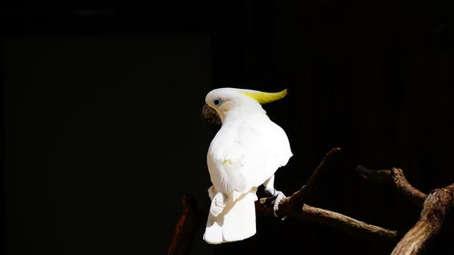 Close-up of parrot perching on black background