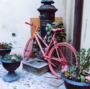 Potted plants outside building