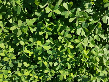 Full frame shot of leaves