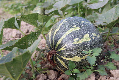 High angle view of plants growing on land