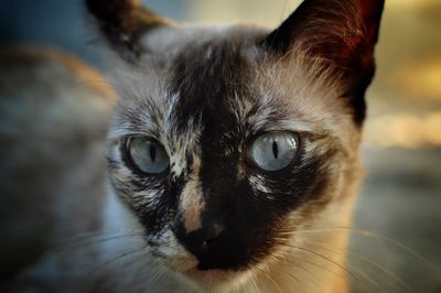 Close-up portrait of cat