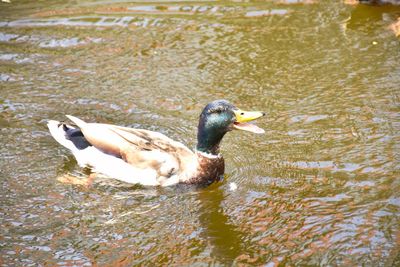 Side view of mallard duck swimming in lake