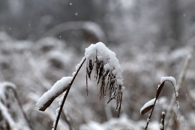 Close-up of frozen plant during winter