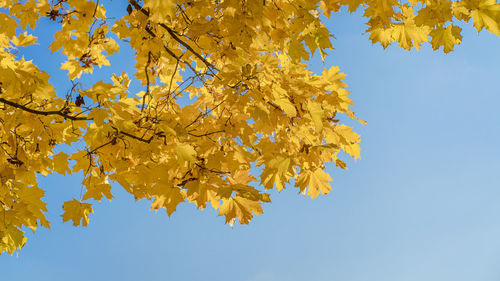 Low angle view of tree against sky