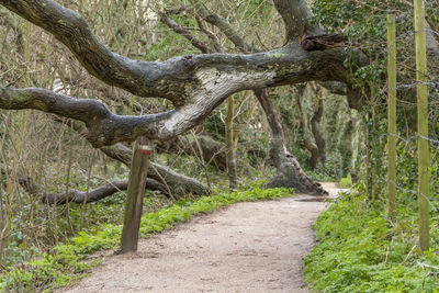 Footpath amidst trees in forest