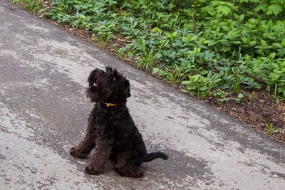 High angle view of dog sitting on road