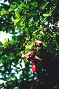 Close-up of red flowering plant on tree