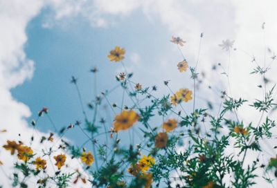 Low angle view of flowering plants against sky