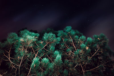 Low angle view of plants against sky at night