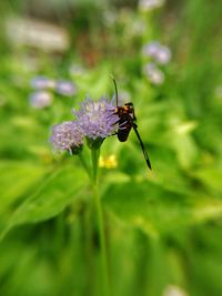 Close-up of insect on purple flower
