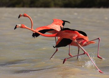 Close-up of red bird against lake