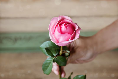 Close-up of pink rose blooming outdoors