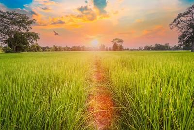 Scenic view of field against sky during sunset