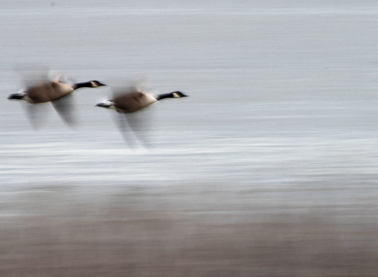 animal themes, animal, animal wildlife, bird, wildlife, duck, water bird, motion, group of animals, water, ducks, geese and swans, no people, wing, day, blurred motion, nature, flying, white, outdoors, high angle view, cold temperature, lake
