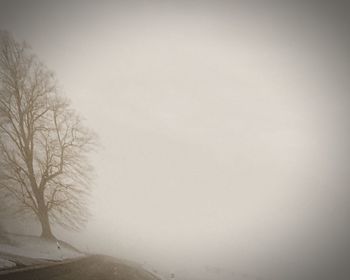 Trees in foggy weather