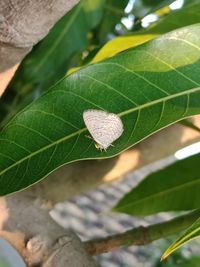 Close-up of butterfly on leaf