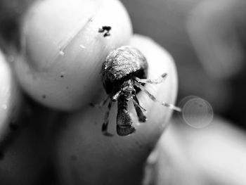 Close-up of snail on hand