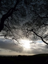 Silhouette trees against sky during sunset