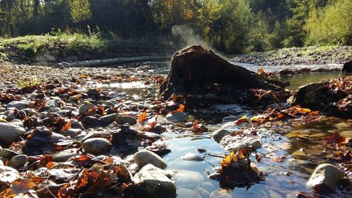 River flowing through rocks in forest