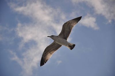 Low angle view of seagull flying