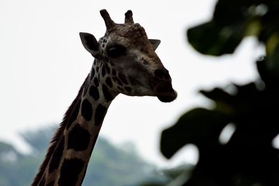 Close-up of giraffe against sky