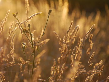 Close-up of wheat plants on field