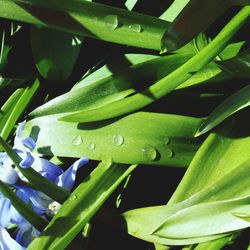 Close-up of leaves