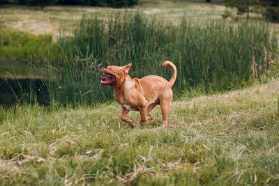 View of a dog on field