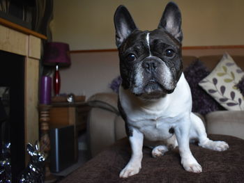 Portrait of a dog at home